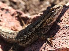 (Western Fence Lizard) male profile
