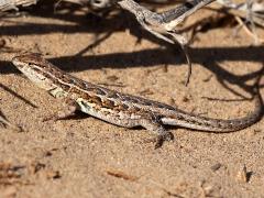(Common Side-blotched Lizard) lateral