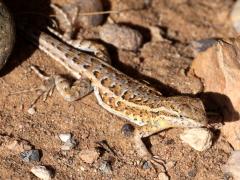 (Common Side-blotched Lizard) stejnegeri frontal