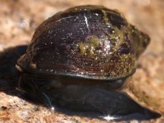 (Common Periwinkle) lateral