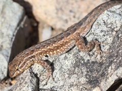 (Common Side-blotched Lizard) elegans male lateral