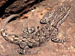 (Ornate Tree Lizard) dorsal