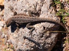 (Common Side-blotched Lizard) dorsal