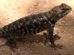 (Desert Spiny Lizard) female dorsal