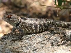 (Desert Spiny Lizard) female profile