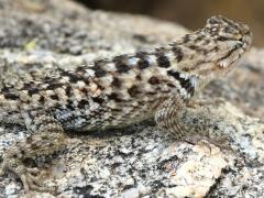 (Desert Spiny Lizard) juvenile