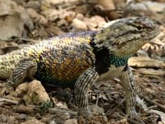 (Desert Spiny Lizard) male front