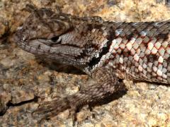 (Desert Spiny Lizard) juvenile dorsal