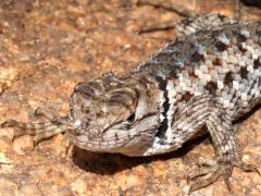 (Desert Spiny Lizard) juvenile frontal