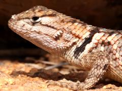 (Desert Spiny Lizard) juvenile lateral