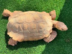 (Sonoran Desert Tortoise) dorsal