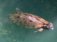 (False Map Turtle) female swimming