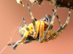 (Neoscona Spotted Orbweaver) lateral
