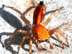 (Lami Beach Jumping Spider) acrobat