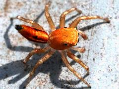 (Lami Beach Jumping Spider) dorsal