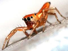 (Lami Beach Jumping Spider) head
