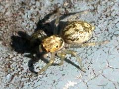 (Salticidae Jumping Spider) dorsal
