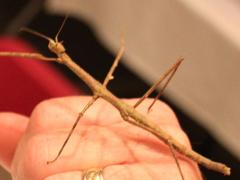 (Annam Stick Insect) lateral