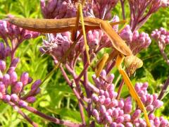 Chinese Mantis male immature on Spotted Joe Pye Weed