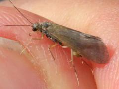 (Caddisfly) lateral