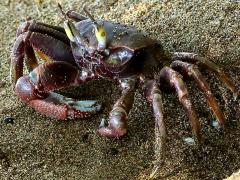 (Horn-eyed Ghost Crab) walking