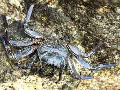 (Thin-shelled Rock Crab) dorsal