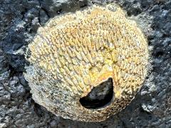 (Tetraclita Volcano Barnacle) dorsal