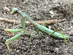 (Mediterranean Mantis) lateral