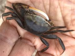 (Red-jointed Fiddler Crab) male hand