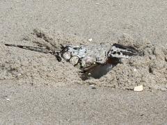 (Atlantic Horseshoe Crab) burrow