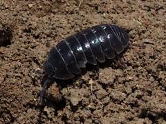 (Common Pill Woodlouse) lateral