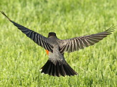 (American Robin) flying dorsal