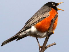 (American Robin) male calling