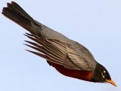 (American Robin) male coasting