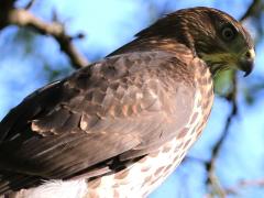 (Cooper's Hawk) juvenile profile