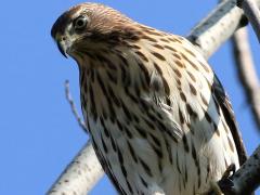 (Cooper's Hawk) juvenile perching