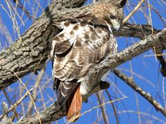 (Red-tailed Hawk) dorsal