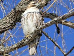 (Red-tailed Hawk) ventral