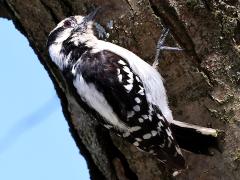 (Downy Woodpecker) perched