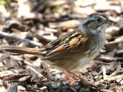 (Swamp Sparrow) standing