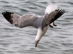 (Ring-billed Gull) diving angled