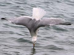 (Ring-billed Gull) diving vertical