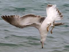 (Ring-billed Gull) juvenile diving