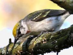 (Chestnut-sided Warbler) female forages