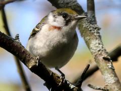 (Chestnut-sided Warbler) female frontal