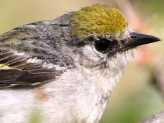 (Chestnut-sided Warbler) female perching