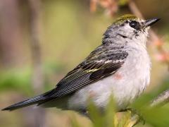 (Chestnut-sided Warbler) female profile