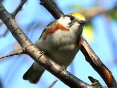(Chestnut-sided Warbler) male frontal