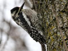 (Yellow-bellied Sapsucker) female perched