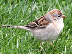 (Field Sparrow) standing